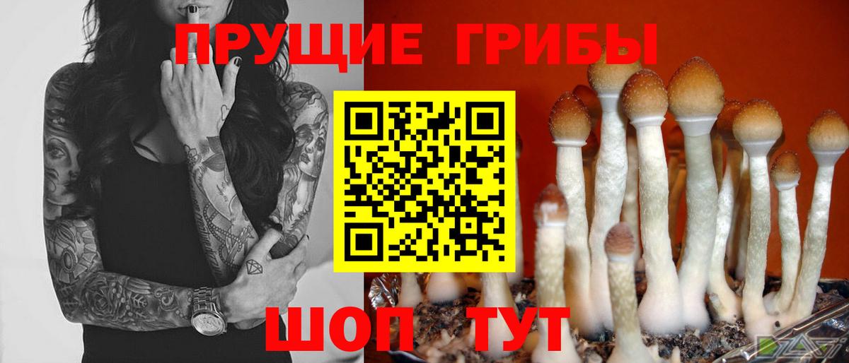 Псилоцибиновые грибы Cubensis Заводоуковск